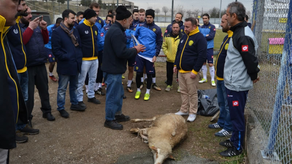 Sol Kapalı tribünü, Ankaragücü adına kurban kestirdi