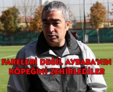 Fareleri değil Aybaba'nın köpeğini zehirlediler